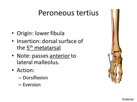 Afbeeldingsresultaat voor peroneus tertius insertie | School worksheets, Skin disorders, Psoriasis