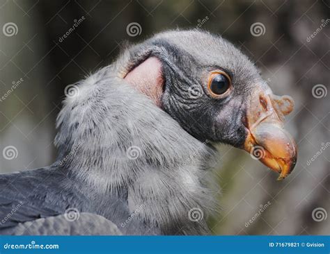 Baby Vulture stock image. Image of view, bold, cute, greedy - 71679821