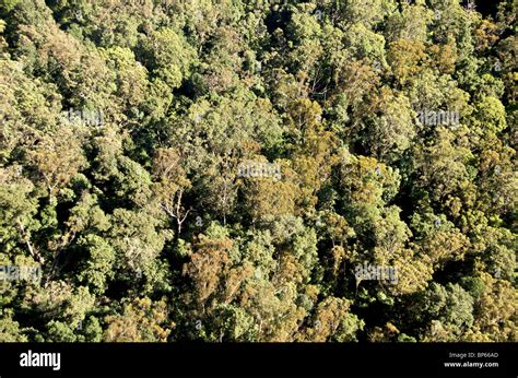 Aerial view Eucalyptus forest Blue Mountains NSW Australia Stock Photo ...