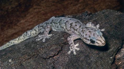 Marbled Gecko | Creatures of the World Wikia | Fandom