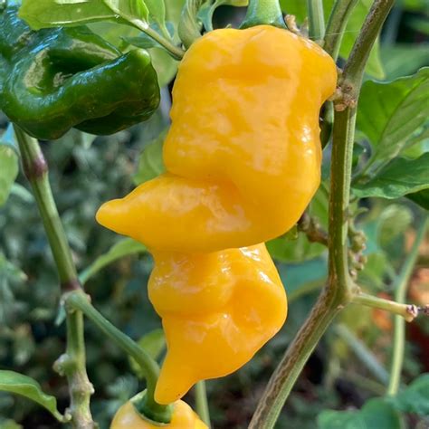 Yellow Trinidad Scorpion Pepper Seeds | Tyler Farms