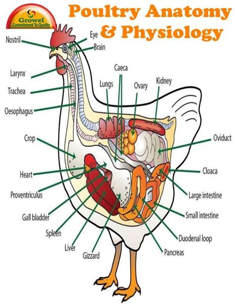 Chicken Digestive System Diagram