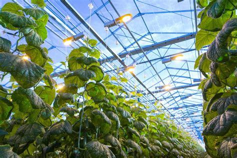 What to know about greenhouse lighting | HappySprout