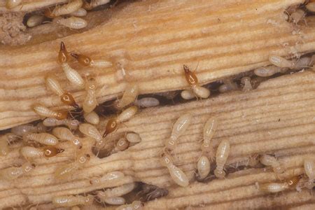 Formosan Termites Facts | Hulett Pest Control