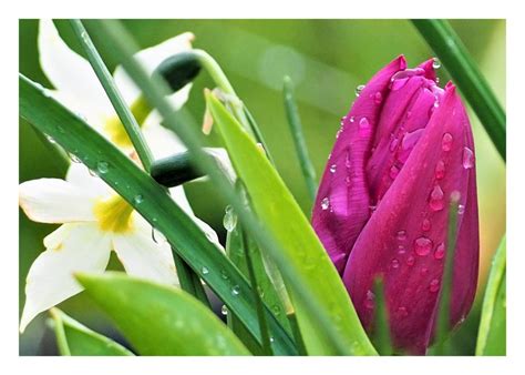 Raindrops on tulips… – Cornwall in Colours