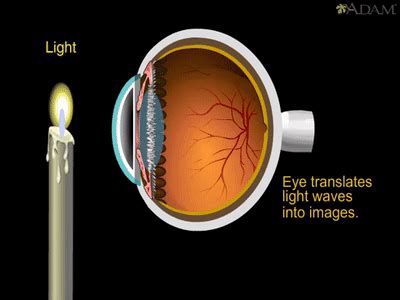 Eye Anatomy, Brain Anatomy, Medical Anatomy, Biology Art, Teaching Biology, Science Gif, Eye ...