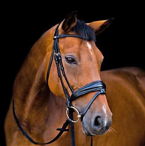 9 Best Dressage Bridles (Budget, Bling, Convertible) - Horse Rookie