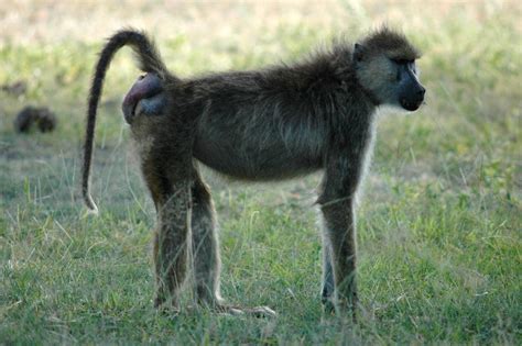 For baboons, there’s more to love than just big butts - The Washington Post