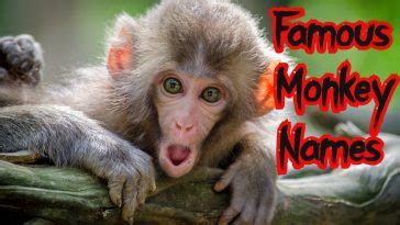 List of 30+ Funny Monkey Names That Are Hilarious