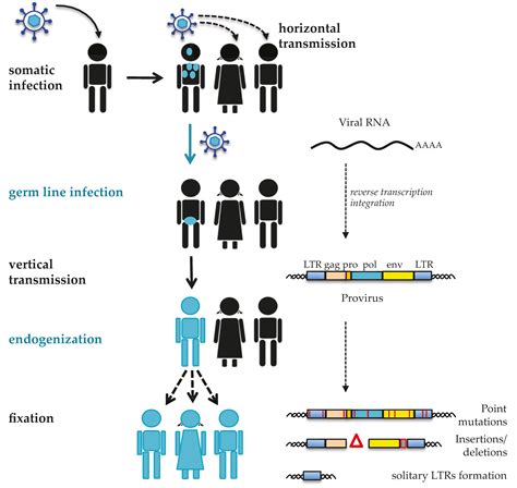 Viruses | Free Full-Text | Type W Human Endogenous Retrovirus (HERV-W ...