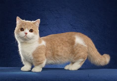 ≡ Small Cat Breeds: TOP-15 Smallest Cat Breeds You Can Own