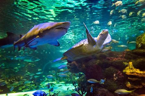 Skip the Line: Sharks After Dark Ticket - Ripley's Aquarium of Canada in Toronto 2024