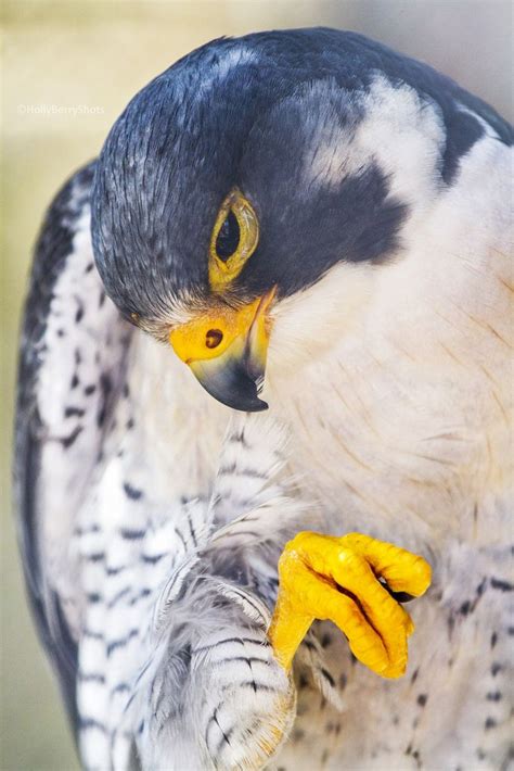 Peregrine Falcon | Pet birds, Beautiful birds, Peregrine falcon