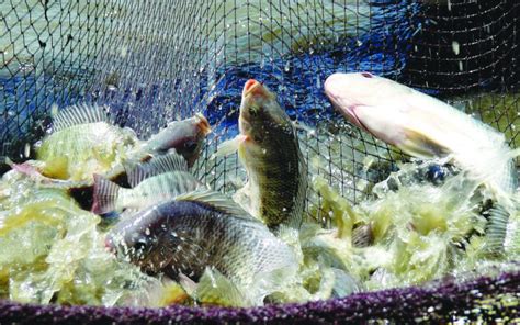 It's A Rev Up For Fish Farmers - Biashara Leo Digital