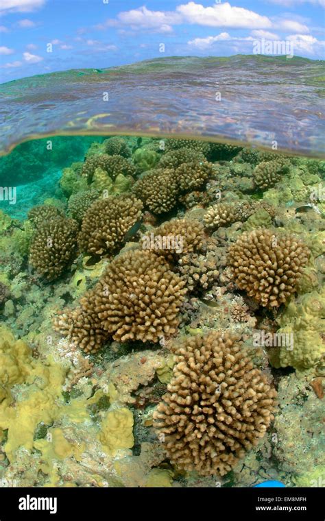 Northwestern Hawaiian Islands, Maro Reef, Coral Undersea Split Image ...