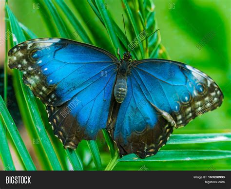 Emperor Butterfly ( Image & Photo (Free Trial) | Bigstock