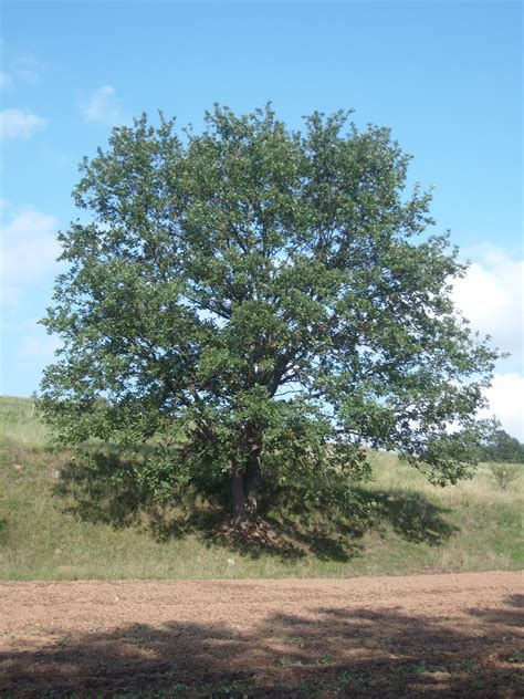 File:The Oak Tree.JPG - Wikimedia Commons