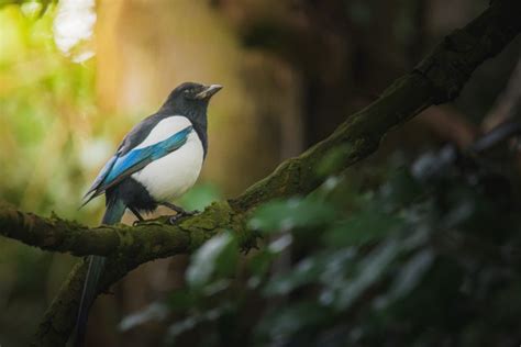 Magpie Symbolism & Meaning (+Totem, Spirit & Omens) | World Birds