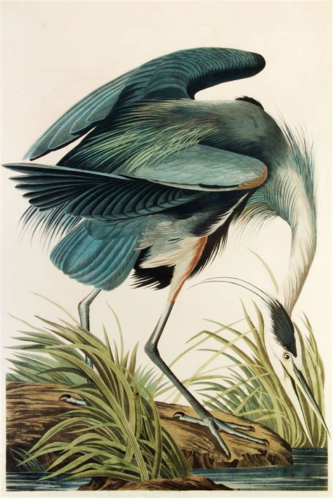 Pin by LimeTreeHomeStLouis on [DIYHOME] | Heron art, Audubon prints ...