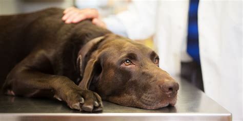 Can dogs get salmonella and how can it be treated?