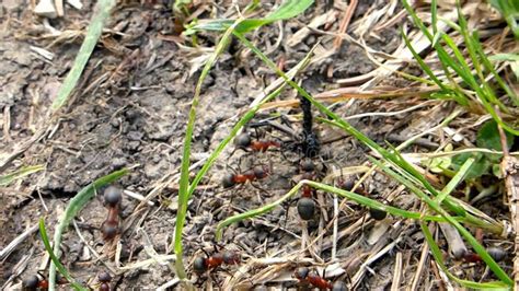 Ants Carrying Dry Flower Nectar and Grains with Slow Footage Stock Video - Video of laborious ...