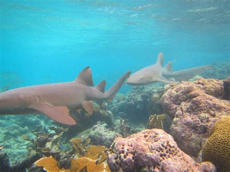 Most popular: Hol Chan Marine Reserve Snorkeling Tour - Caye Caulker