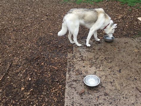 Dog Drinking from Water Bowl Stock Image - Image of park, water: 118101809