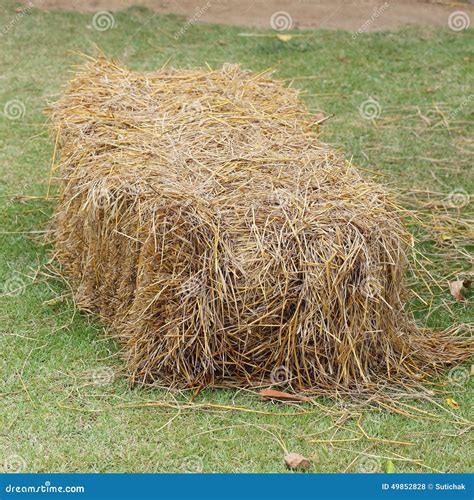 A Pile Of Straw On Field, Straw Bales After Harvest Royalty-Free Stock ...