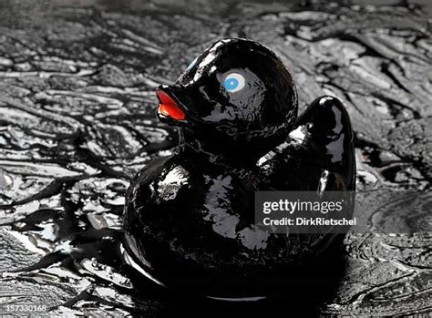 Oil Spill Duck Photos and Premium High Res Pictures - Getty Images