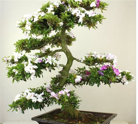 1800 Flowers Azalea Bonsai : Azalea Bonsai Care Bonsaischule Wenddorf ...