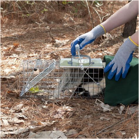 Trapping Skunks - Best Way Without Getting Sprayed