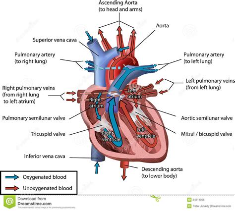 Draw a diagram of the vertical section of human heart to show the internal structure.Label any ...