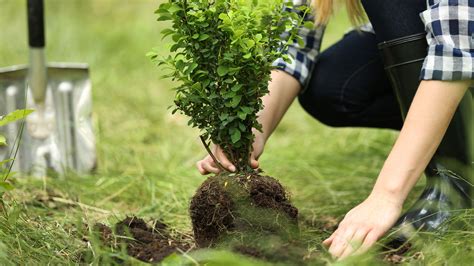 How to move a tree: top tips for replanting trees and shrubs | Gardeningetc