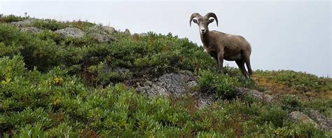 Banff Evening Wildlife Tour | Discover Banff Tours