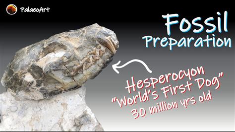 Fossil Preparation - First Extinct Dog! Hesperocyon skull and partial ...