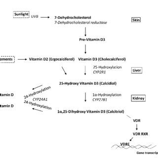 Schematic representation of classic vitamin D metabolism and signaling ...