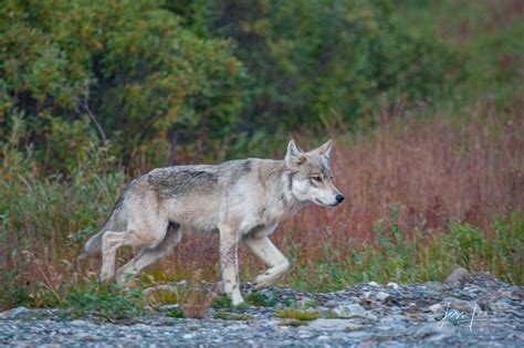 On the Hunt | Alaska | USA | Photos by Jess Lee