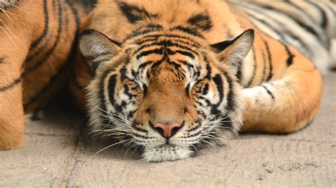 tiger sleeping 1306142 Stock Video at Vecteezy