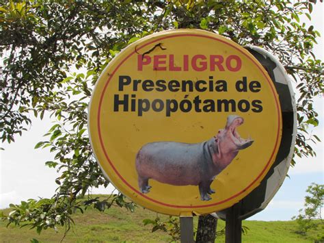 Rethinking Invasive Species With Pablo Escobar’s Hippos