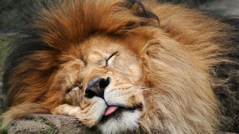 Lion Sleeping 1280 x 720 HDTV 720p Wallpaper