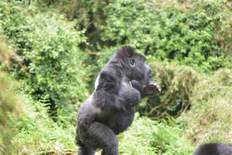 Mountain Gorillas Reclassified from “Critically Endangered” to “Endangered” | SWARA Magazine