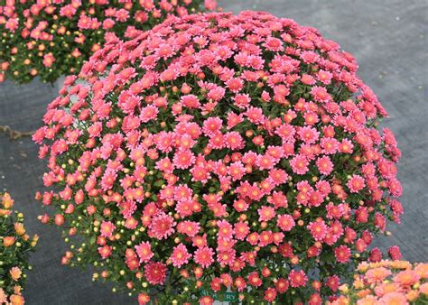 Fall mums provide an instant, colorful impact | Mississippi State ...