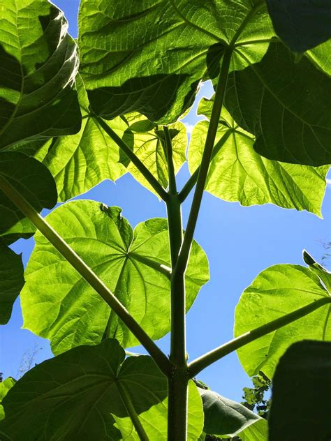 Paulownia tomentosa - fast growing, huge leaves, can be coppiced for a shorter plant with bigge ...