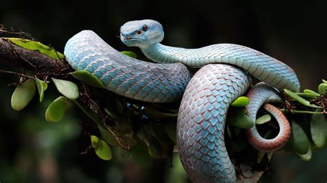 Closeup View Blue Python On Tree Branch Green Leaves Black Dark ...