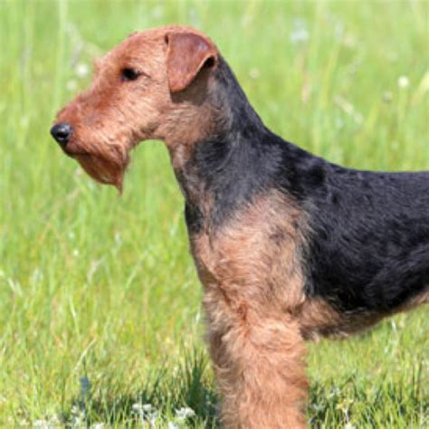 How To Cut Airedale Terrier Hair