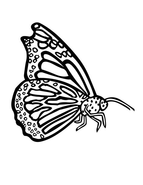 Butterfly Coloring Pages