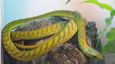 Western Green Mamba Facts and Pictures