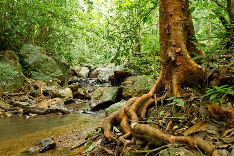 Rainforest landscape stock photo. Image of trunk, rock - 19887490