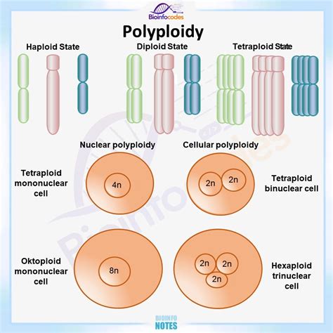 Polyploidy