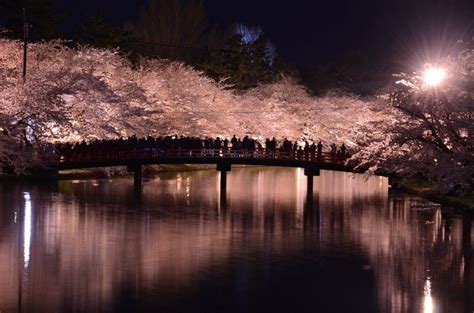 Cherry Blossoms at Night: Best Places for Cherry Blossom Night Viewing in Japan 2020 - Japan Web ...